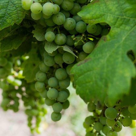 Clos De La Barbanne Montagne  Esterno foto