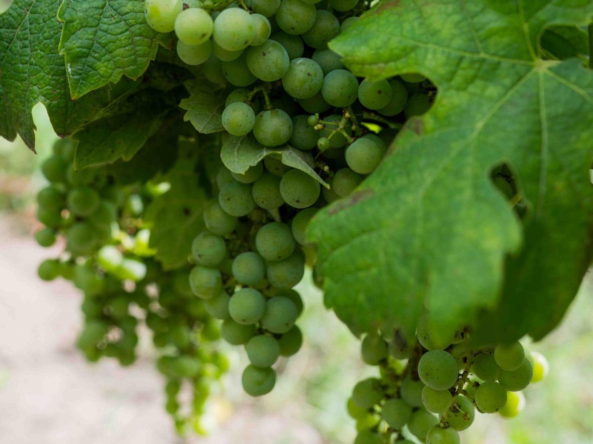 Clos De La Barbanne Montagne  Esterno foto
